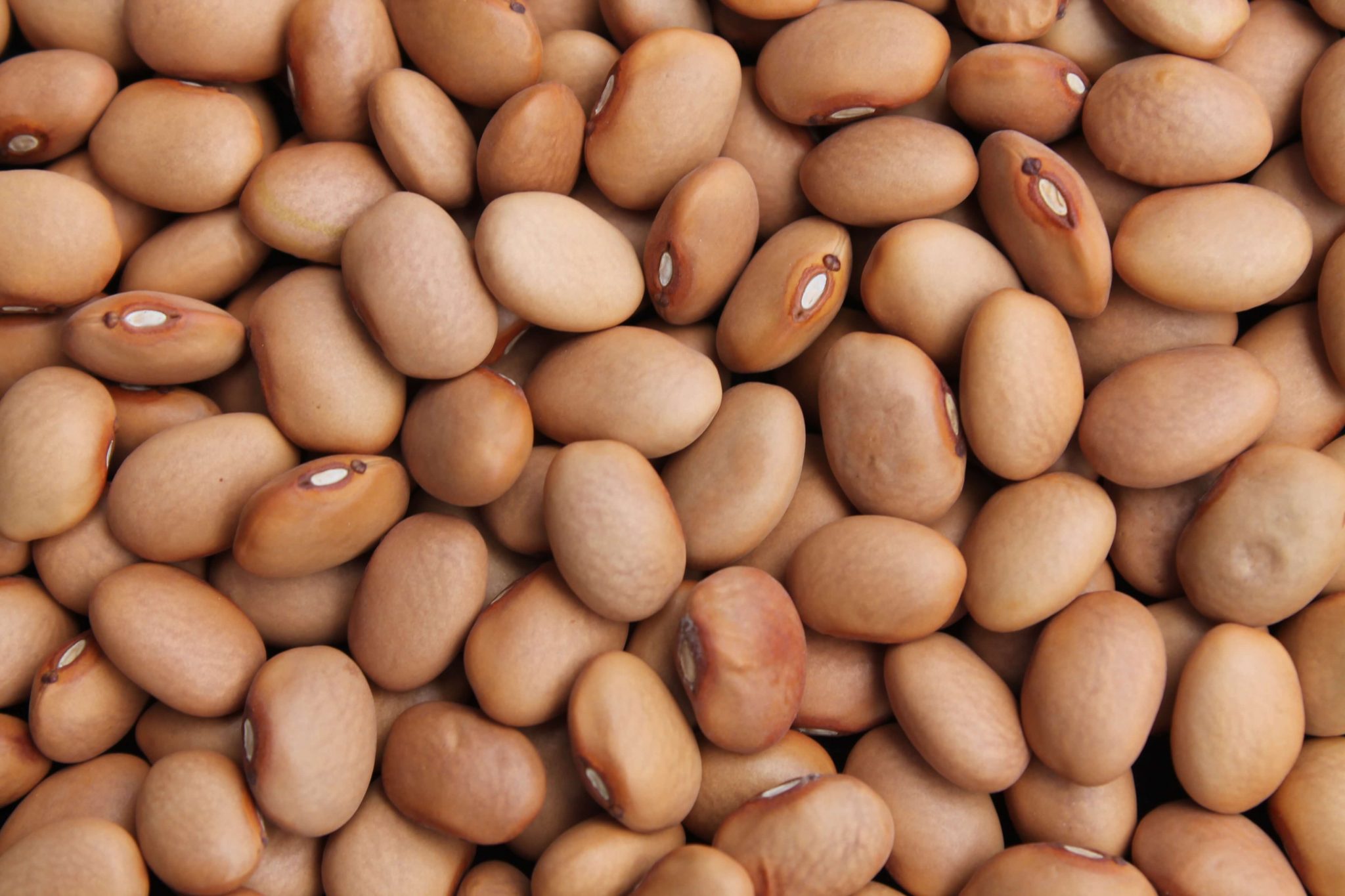 Brown Bean ( Cream Beans ) hirut Import and Export